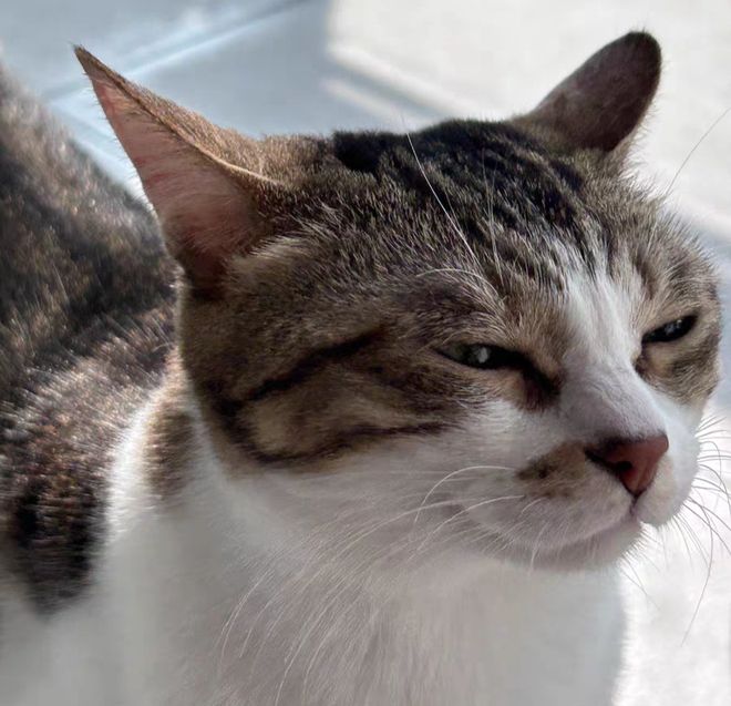 ?2025年十大猫粮口碑榜实测解析不朽情缘试玩版哪些猫粮牌子比较好(图12) ?2025年十大猫粮口碑榜实测解析不朽情缘试玩版哪些猫粮牌子比较好(图12)