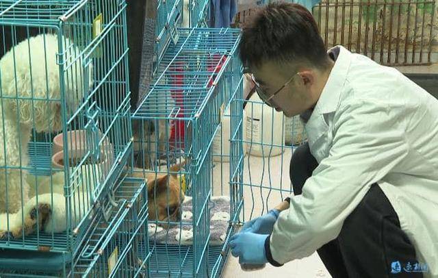 层丨“它经济”暖新春不朽情缘登录新春走基(图2)