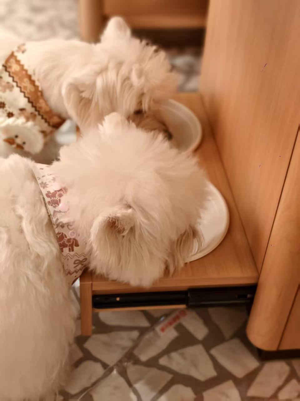 户苏州 创新场景开启“与宠相伴”火锅新体验mg不朽情缘游戏平台海底捞宠物友好主题店落(图5)