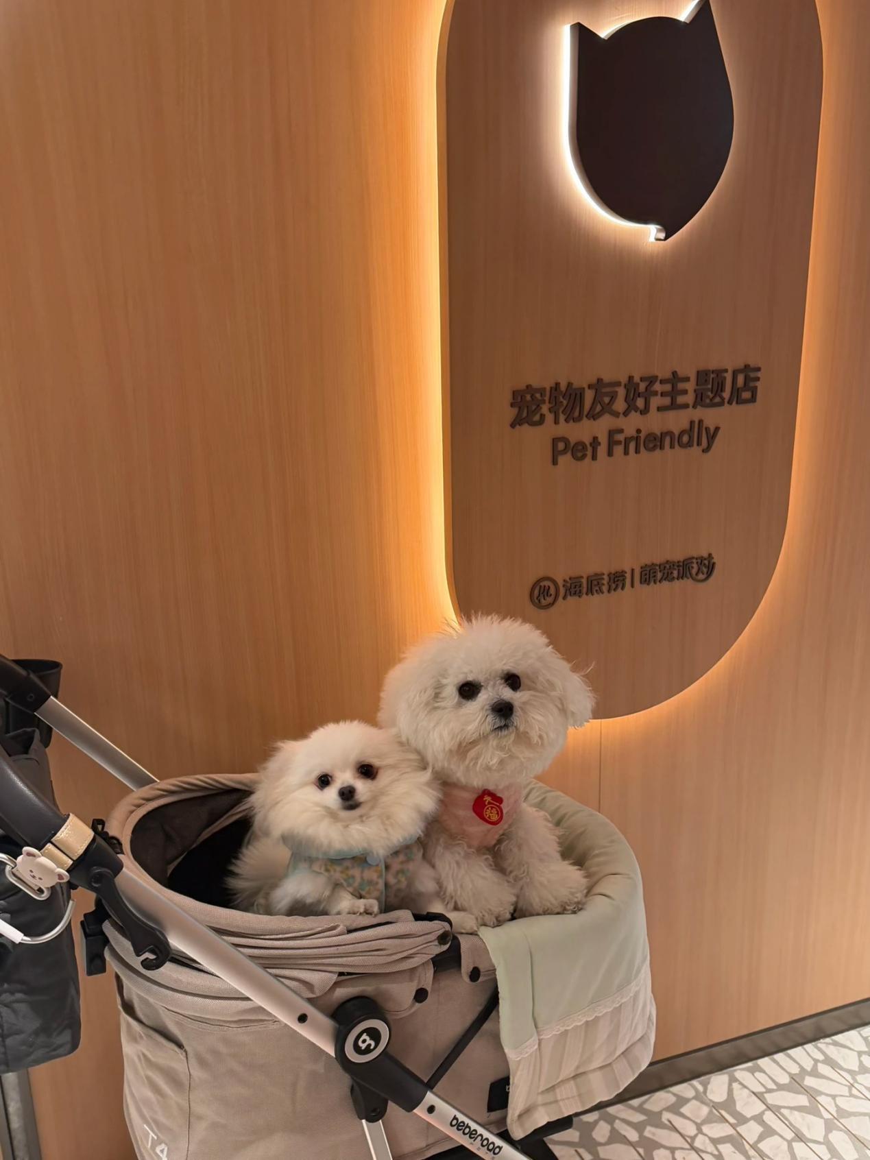 户苏州 创新场景开启“与宠相伴”火锅新体验mg不朽情缘游戏平台海底捞宠物友好主题店落(图4)